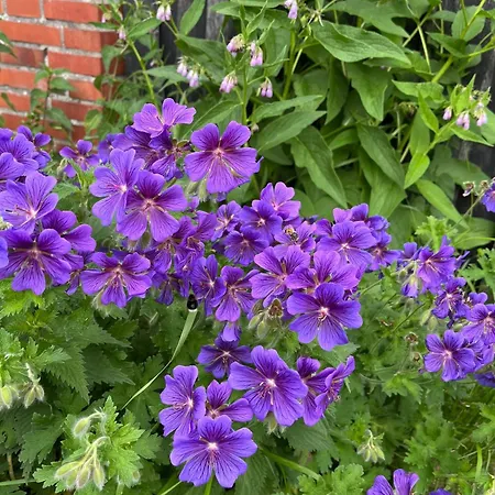 Apartamento Hempen Fied Gaestehaus - 2